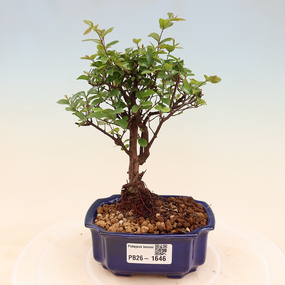 Camera bonsai - Sageretia thea - Sageretia thea
