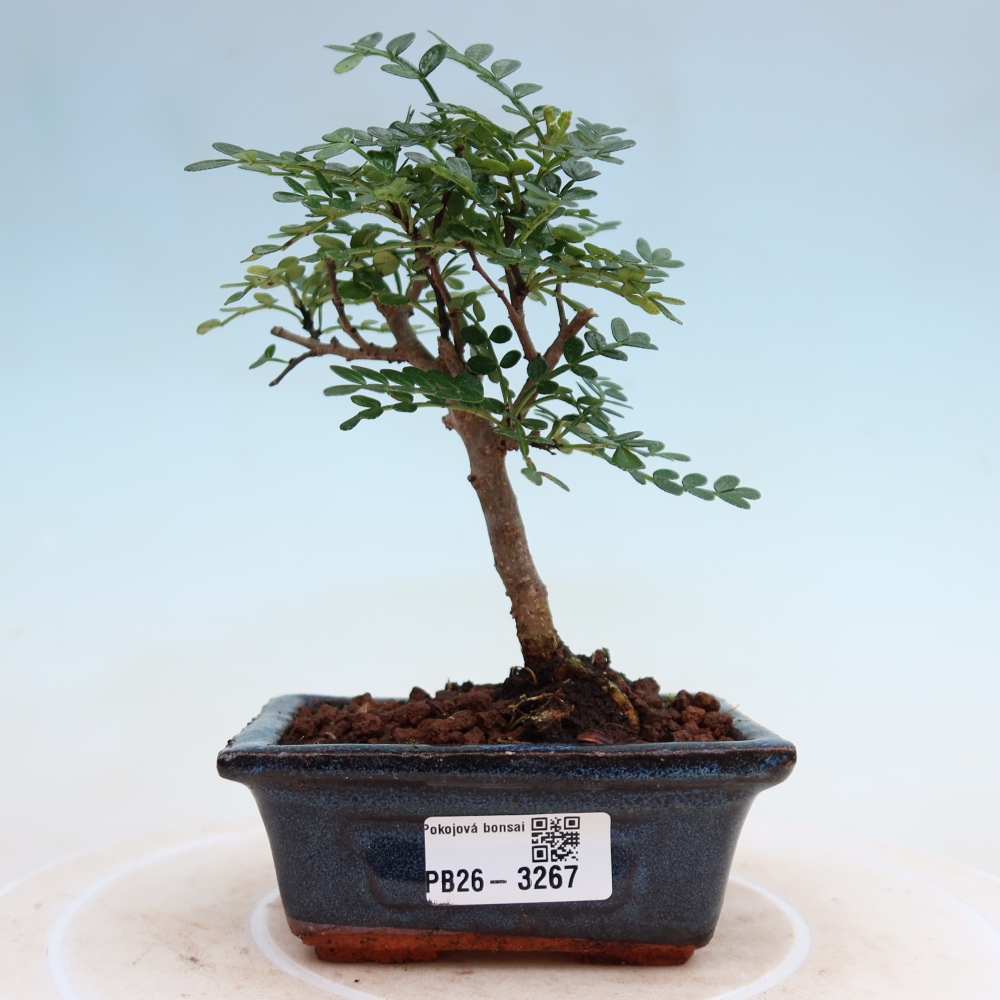 Camera bonsai - Zantoxylum piperitum - albero del pepe