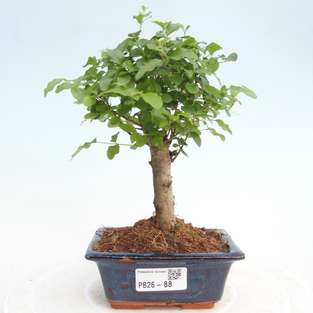Camera bonsai -Ligustrum chinensis - Becco d'uccello