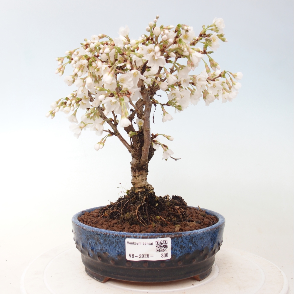Bonsai da esterno - Prunus incisa Kojou-no mai-Plivon ritagliato