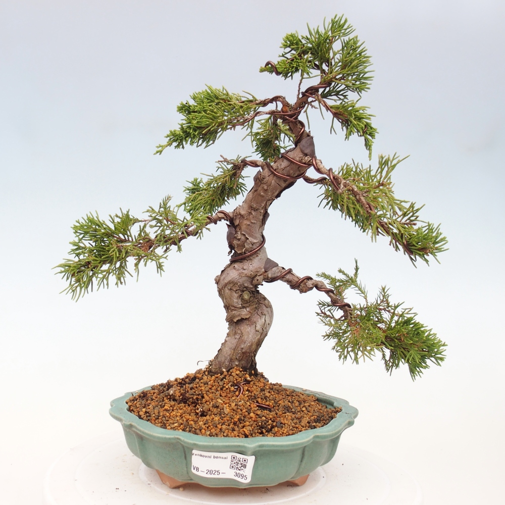 Bonsai da esterno - Juniperus chinensis Itoigawa