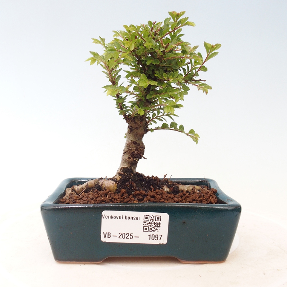 Bonsai da esterno - Ulmus parvifolia Sagei - Olmo a foglie piccole