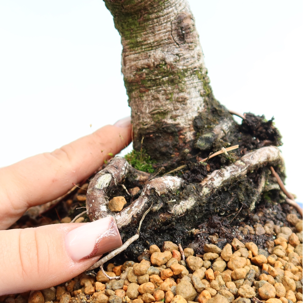 Bonsai da esterno - Pinus mugo Humpy  - Pino mugo