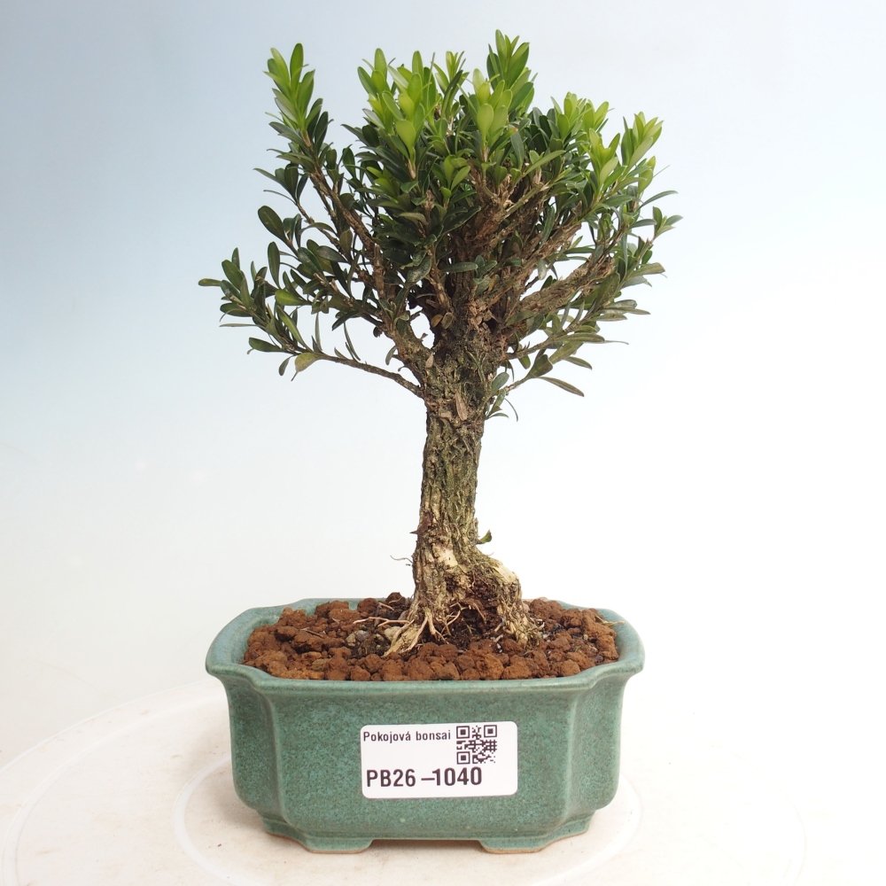 Camera bonsai - Buxus harlandii - buxus da sughero