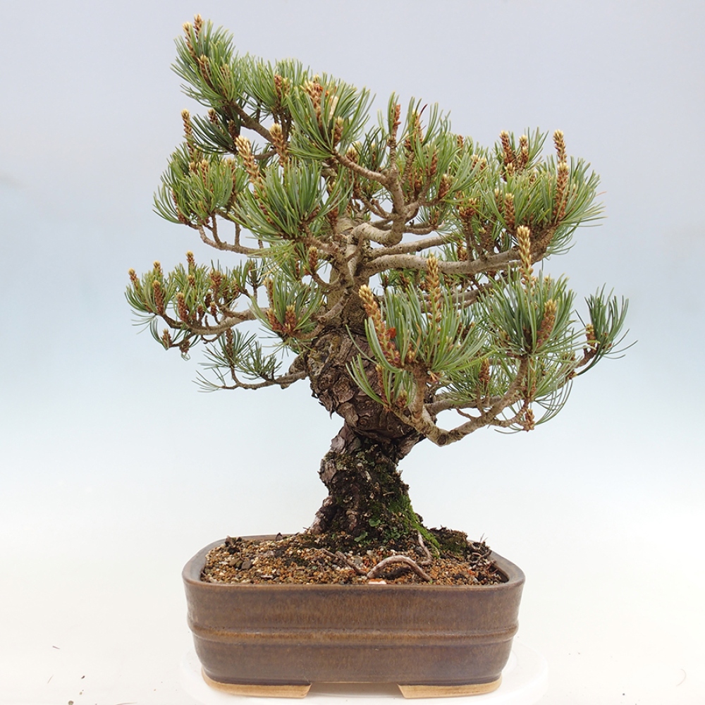 Bonsai da esterno - Pinus parviflora - Pinus parviflora