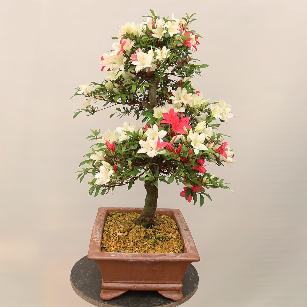 Bonsai da esterno - Azalea giapponese - Azalea CHIHIRO