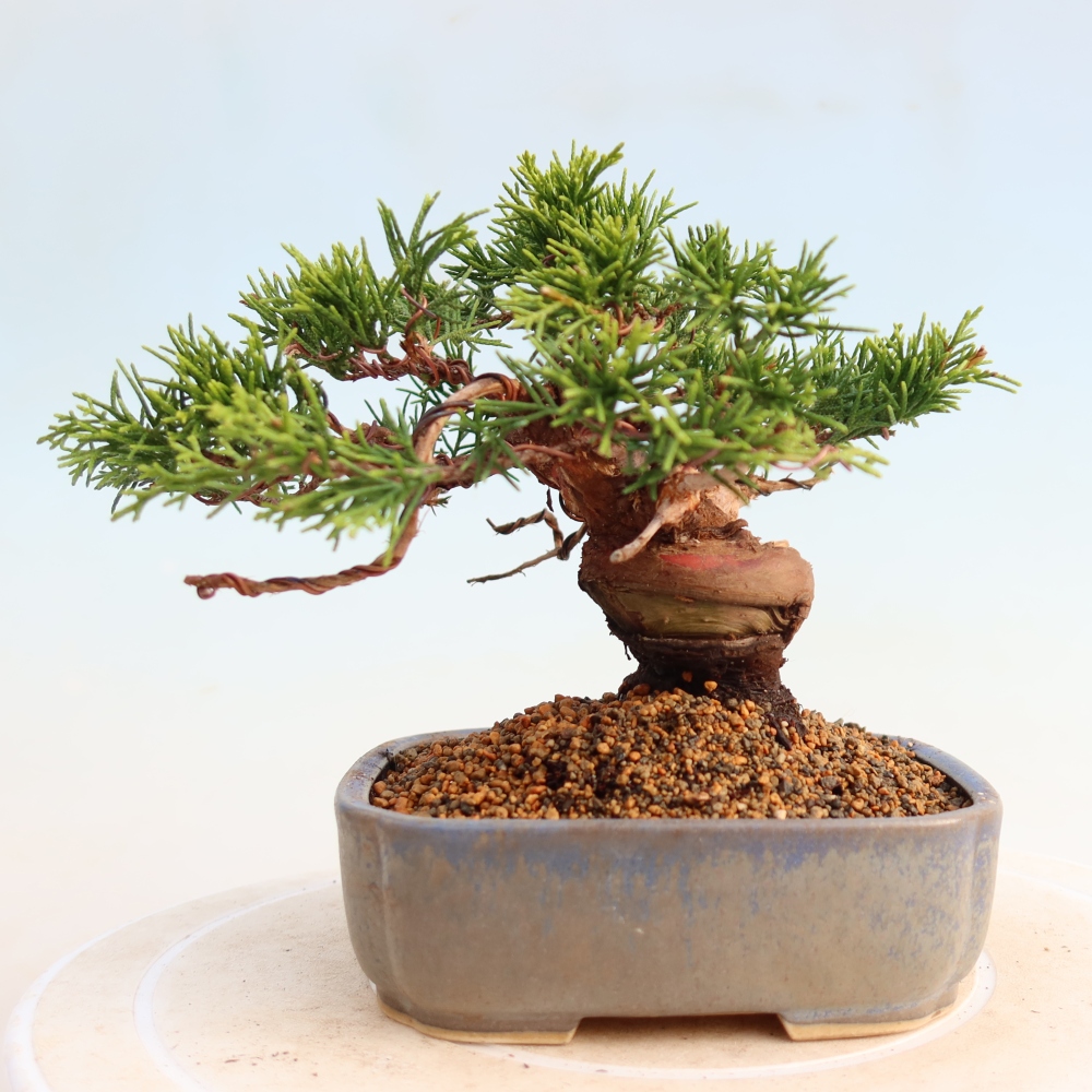 Bonsai da esterno - Juniperus chinensis Itoigawa