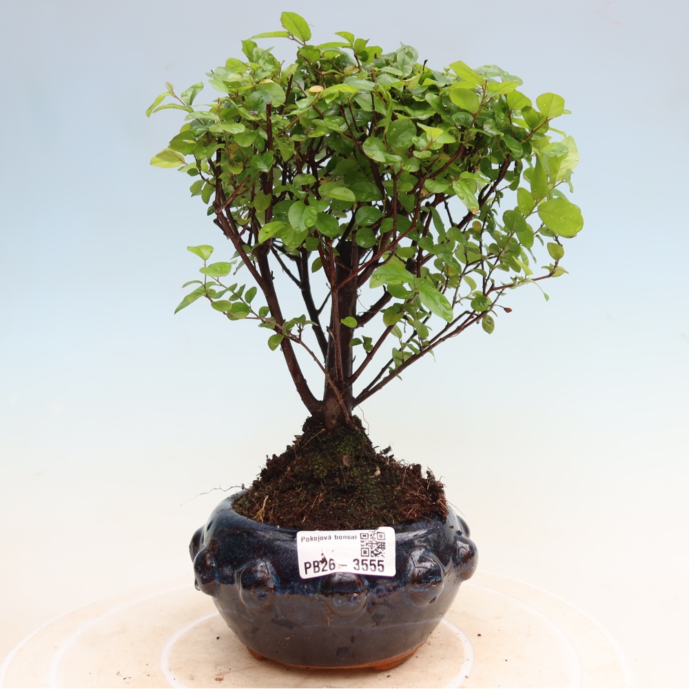 Camera bonsai - Sageretia thea - Sageretia thea