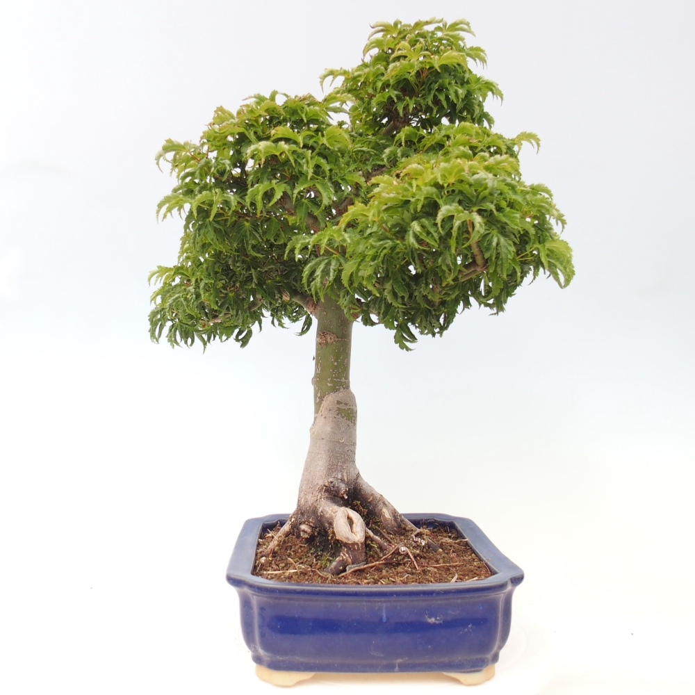 Bonsai da esterno -Palma di Giava Acer palmatum Shishigashira