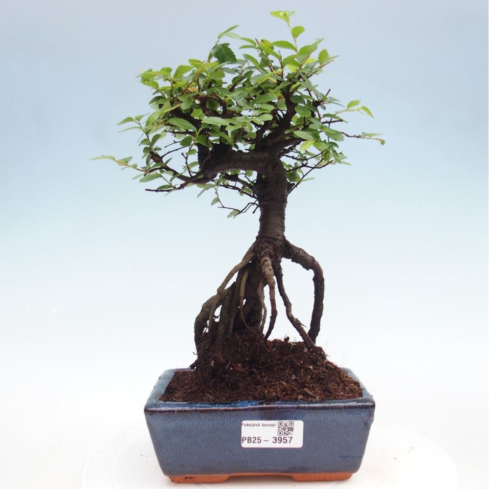 Camera bonsai - Ulmus parvifolia - Olmo a foglie piccole