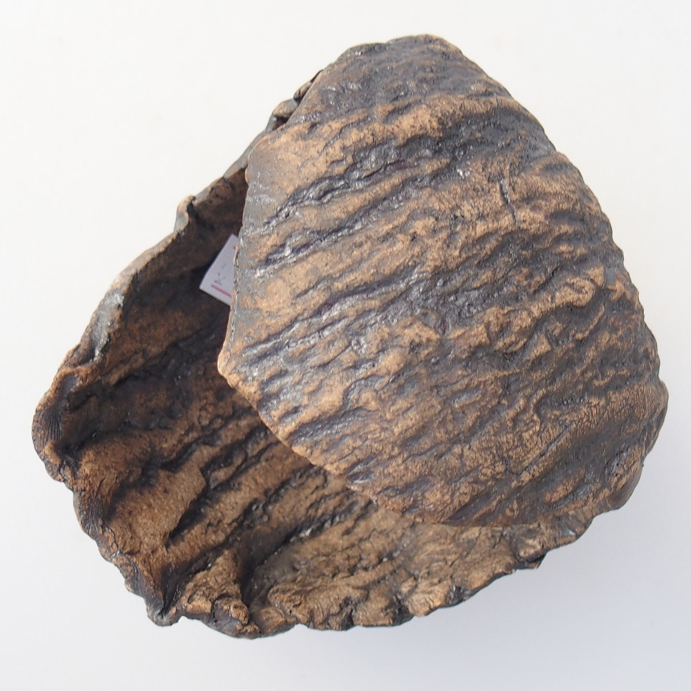 Conchiglia in ceramica 10 x 9 x 10 cm , colore marrone