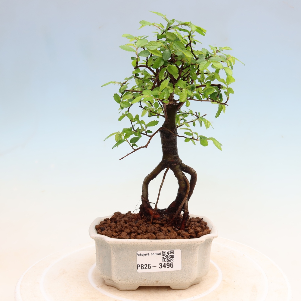 Camera bonsai - Ulmus parvifolia - Olmo a foglie piccole