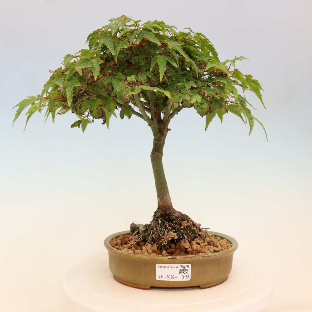 Acer palmatum KIOHIME - Acero palmato