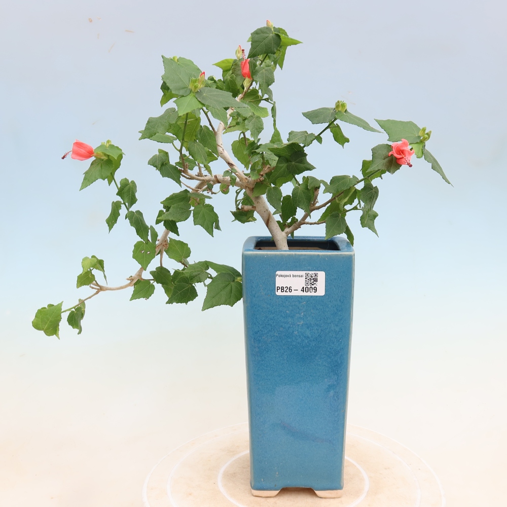 Bonsai da interno - Malvaviscus arboreus