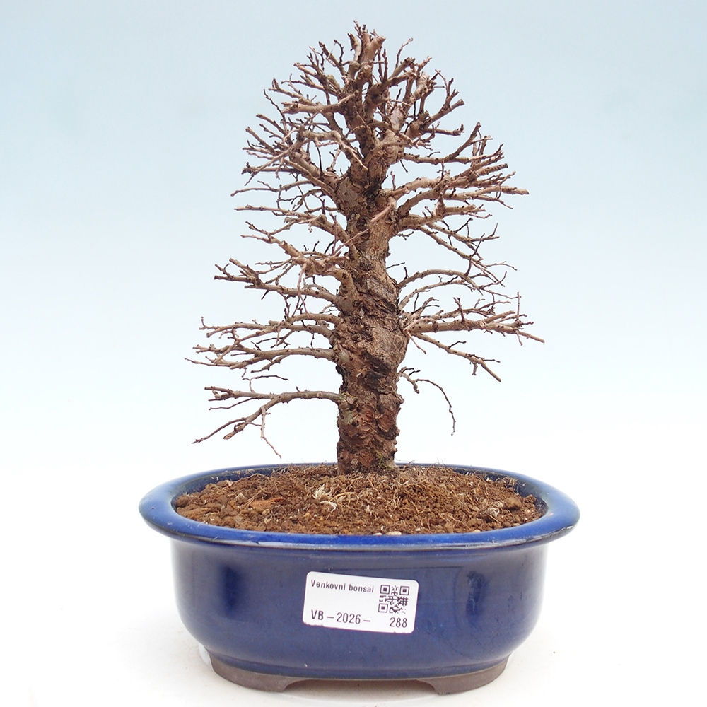 Bonsai da esterno - Zelkova - Zelkova NIRE