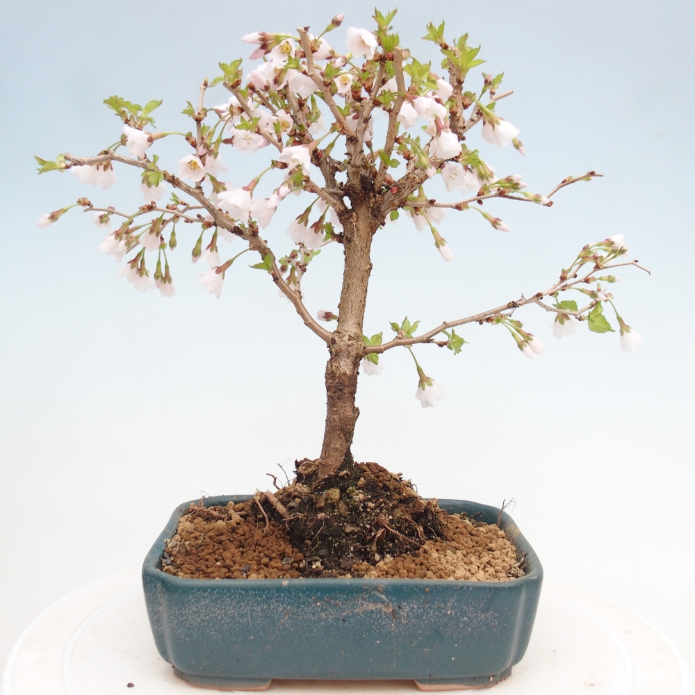 Bonsai da esterno - Prunus incisa Kojou-no mai-Plivon ritagliato