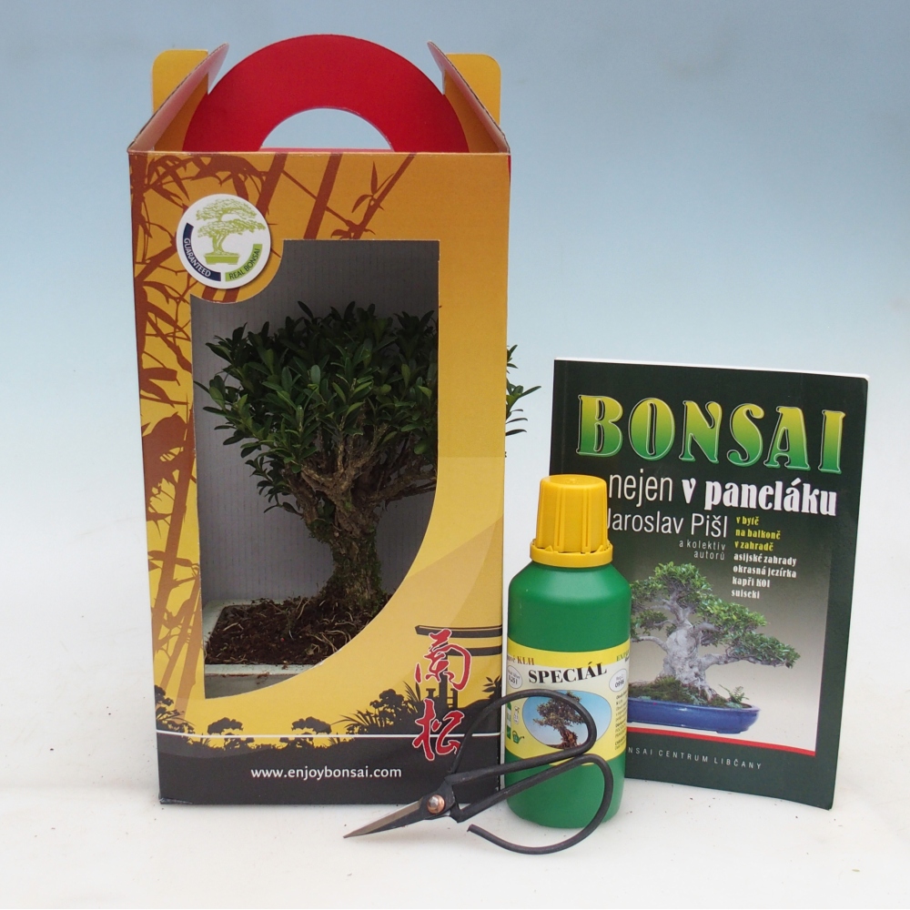Bonsai da camera in confezione regalo Buxus harlandii - buxus da sughero