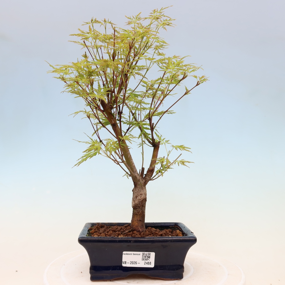 Bonsai da esterno - Acer palmatum Dissectum