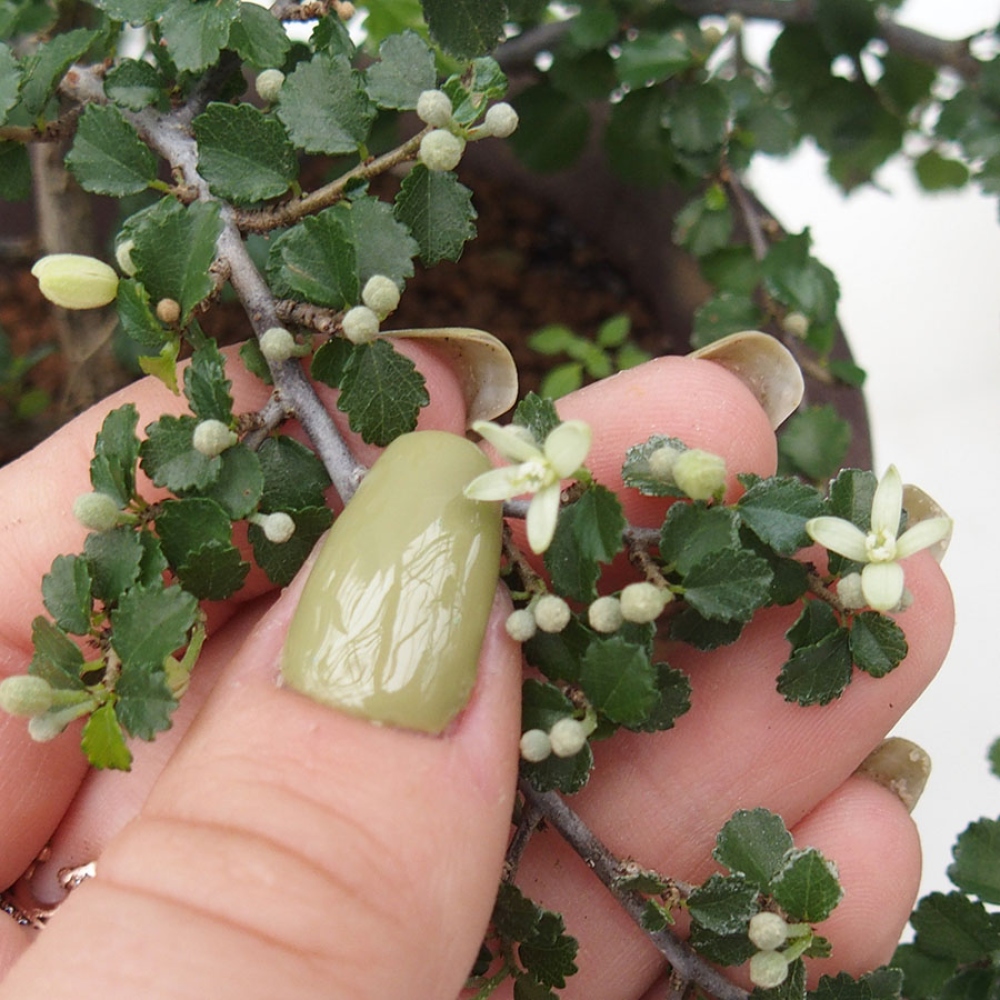 Camera bonsai - Grewia sp. - Grewia a foglie piccole in contenitore