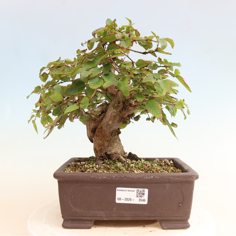 Bonsai da esterno -Carpinus CARPINOIDES - Carpino coreano