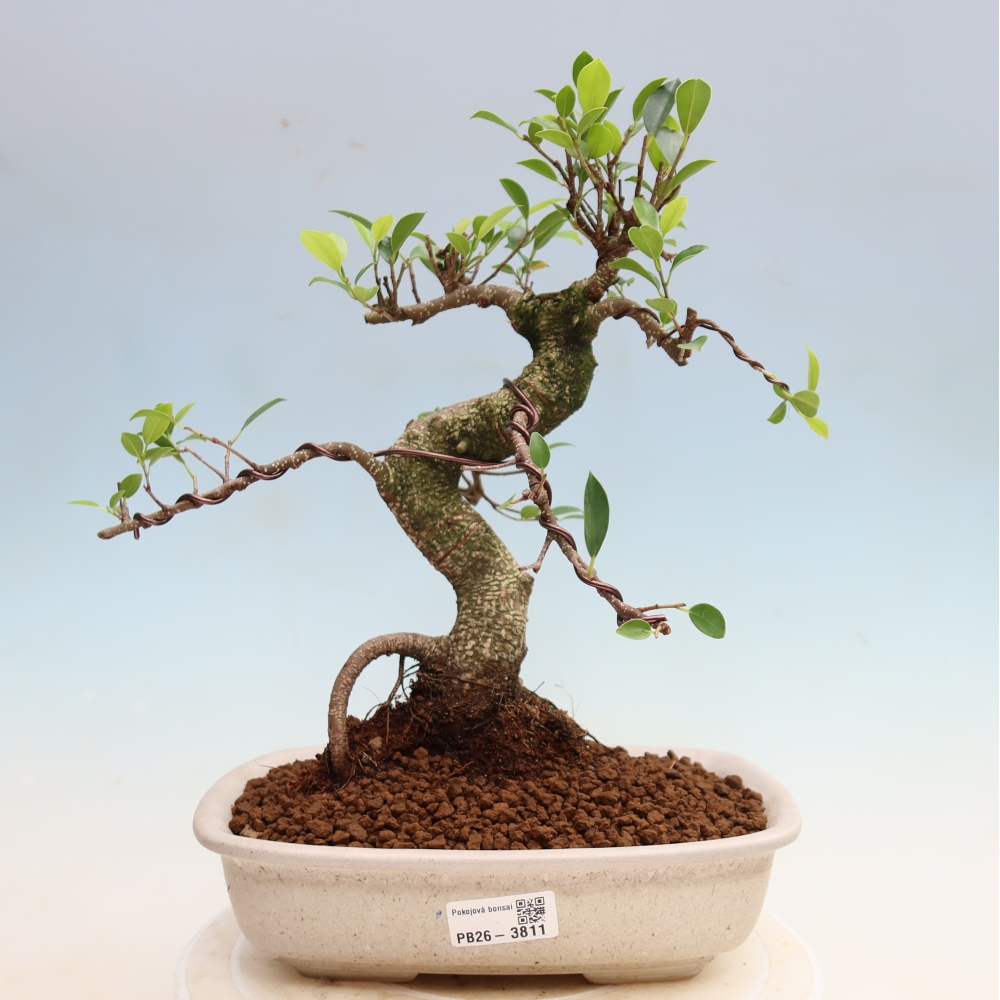 Camera bonsai - Ficus kimmen - ficus a foglie piccole