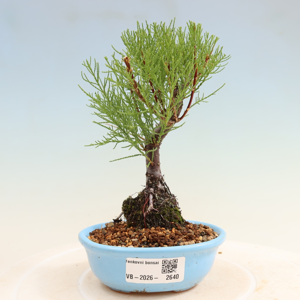 Bonsai da esterno - Tamarisco - Tamarix