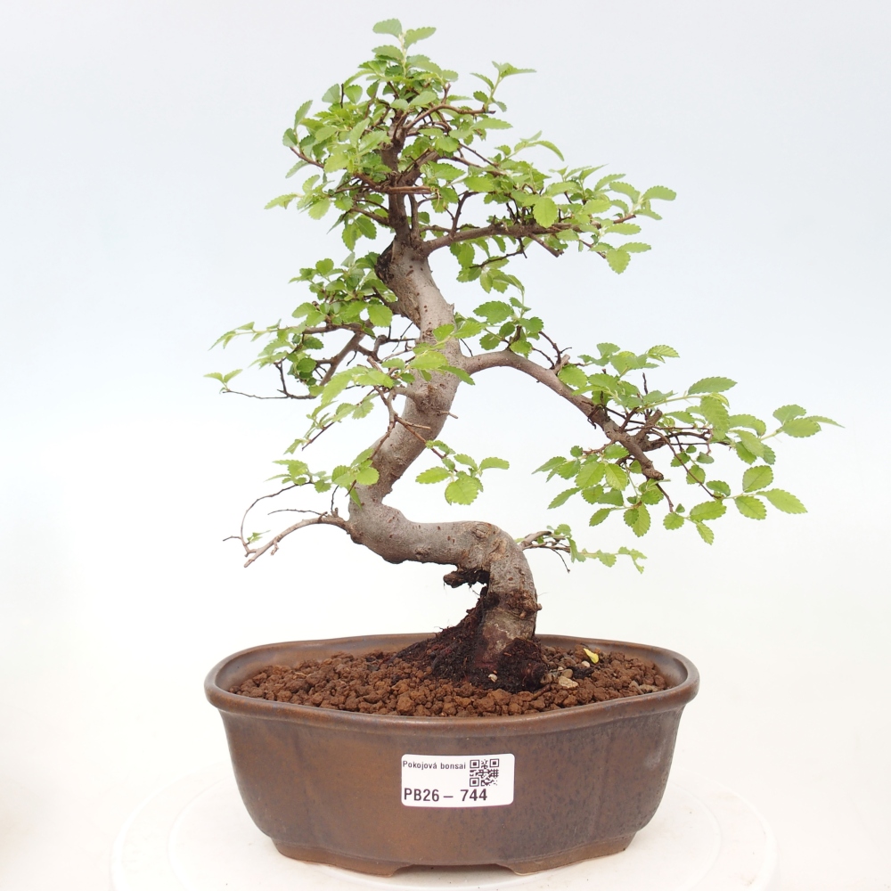 Camera bonsai - Ulmus parvifolia - Olmo a foglie piccole