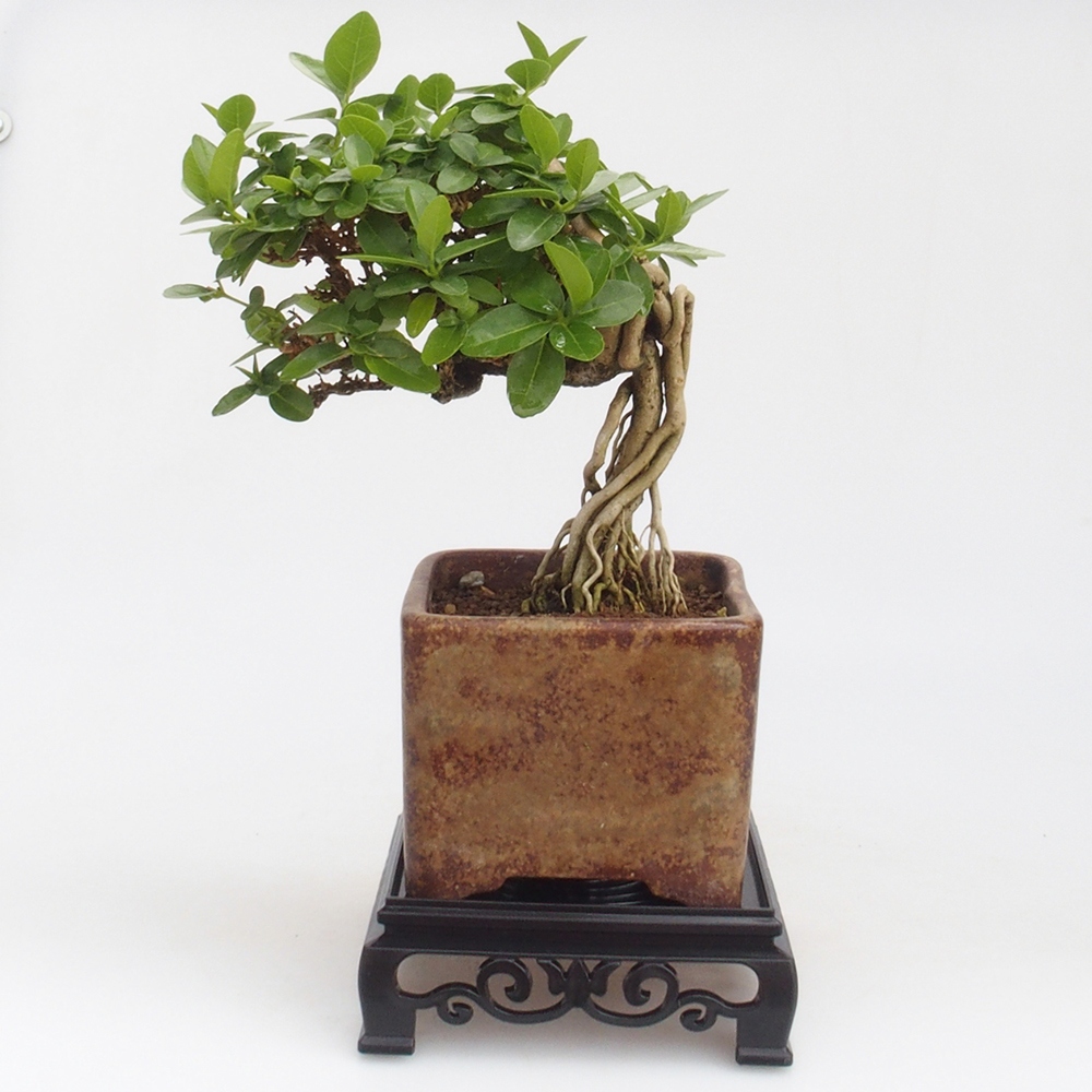 Tavolo bonsai quadrato in plastica 12,5 x 12,5 x 4 cm, colore nero