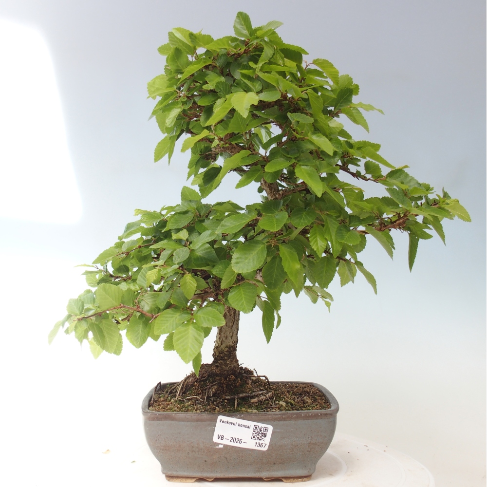 Bonsai da esterno -Carpinus CARPINOIDES - Carpino coreano