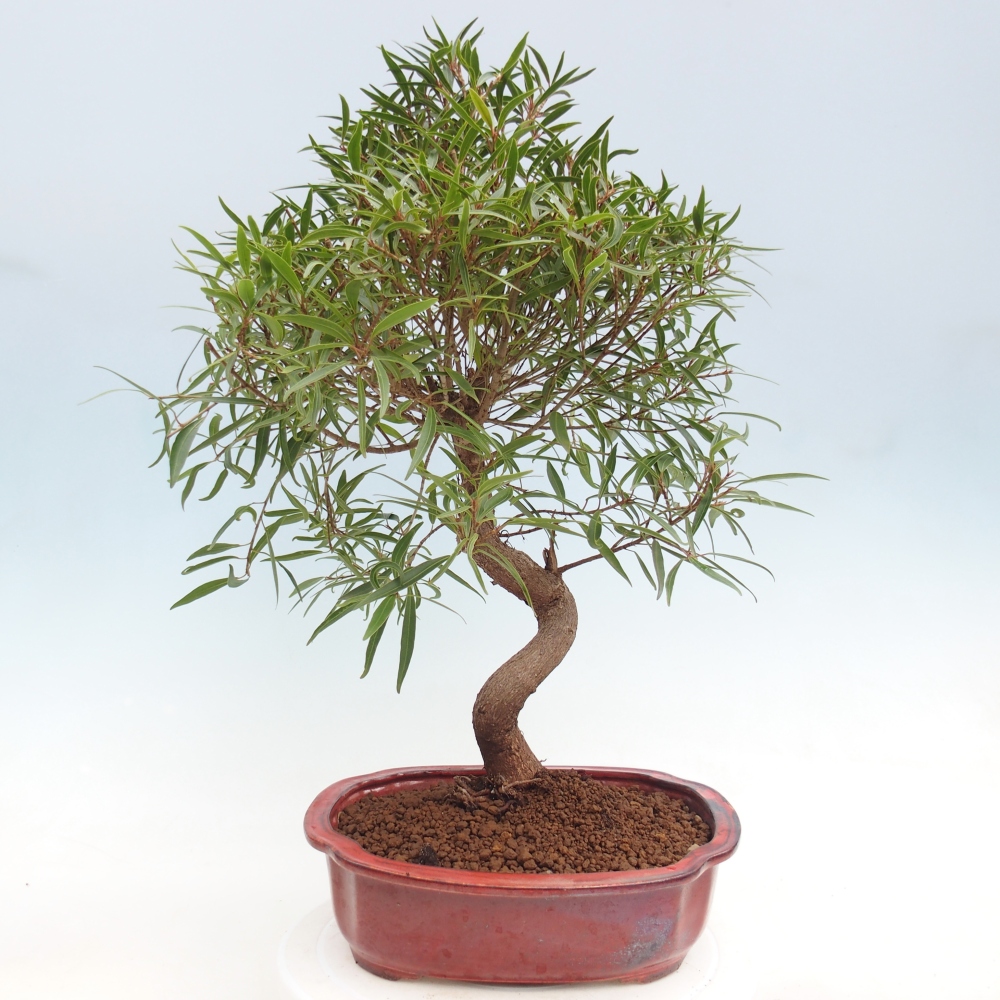 Camera bonsai - Ficus nerifolia - ficus a foglie piccole
