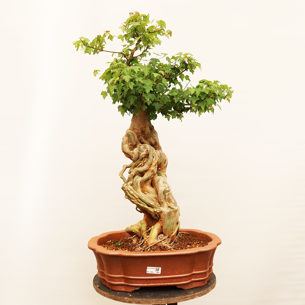Bonsai da esterno - Acero Burger - Acer Burgerianum