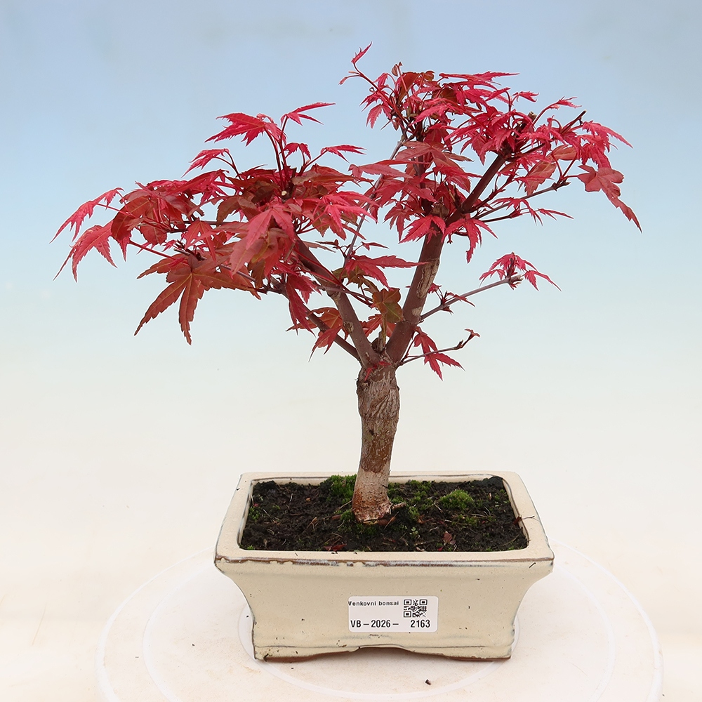 Bonsai da esterno - Acer palmatum DESHOJO