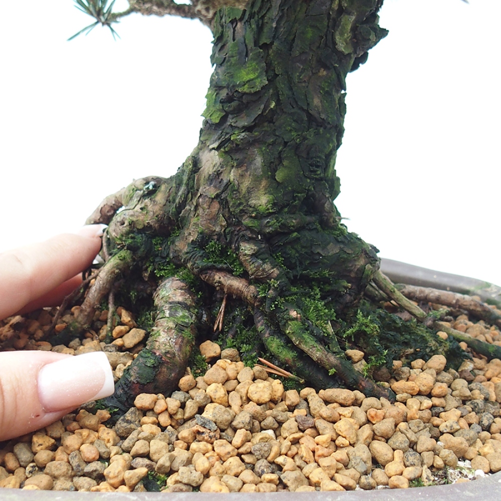 Bonsai da esterno - Pinus thunbergii Kotobuki - Pino di Thunberg