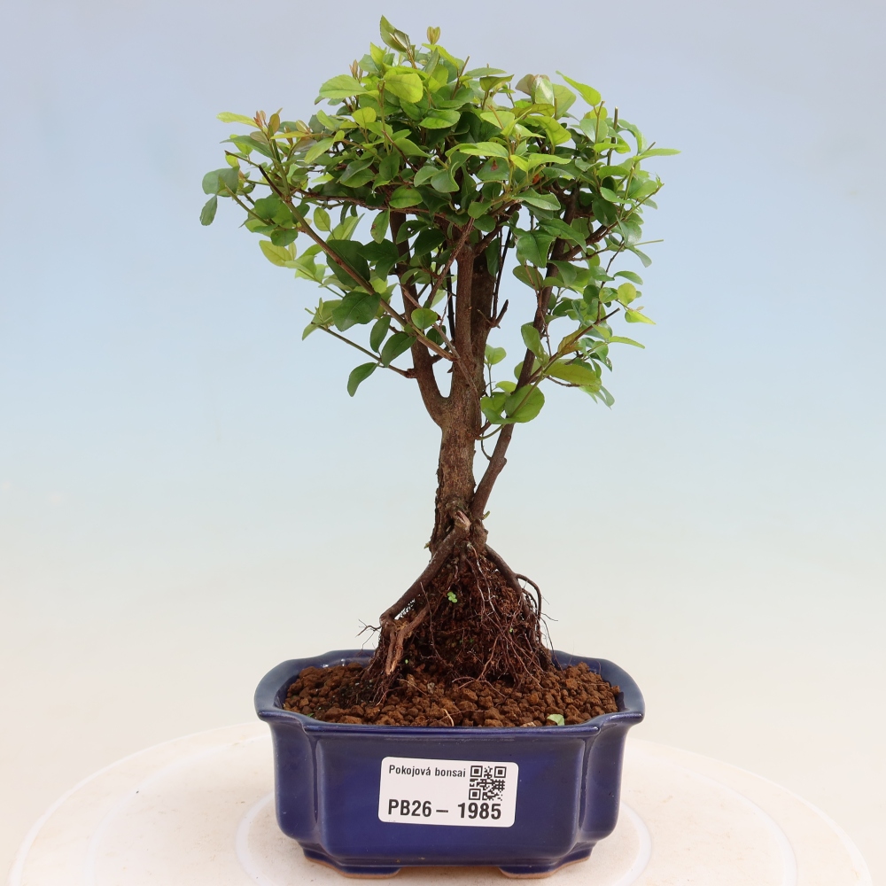 Camera bonsai - Sageretia thea - Sageretia thea