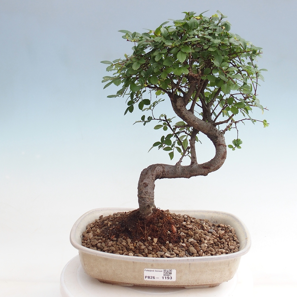 Camera bonsai - Ulmus parvifolia - Olmo a foglie piccole
