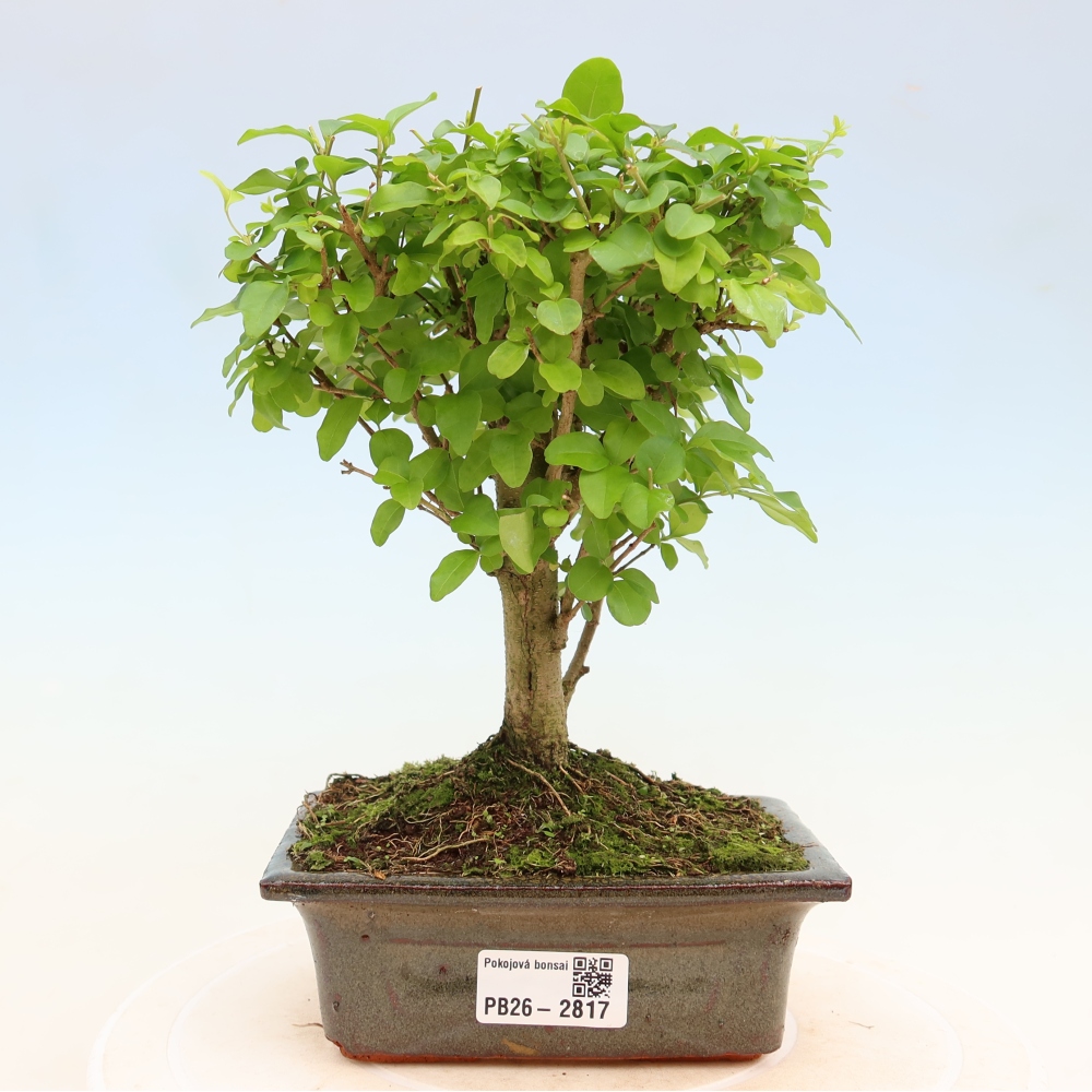 Camera bonsai -Ligustrum chinensis - Becco d'uccello