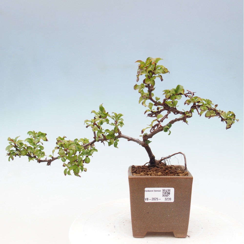 Bonsai da esterno - Chaneomeles s. Red Joy - Cotogno