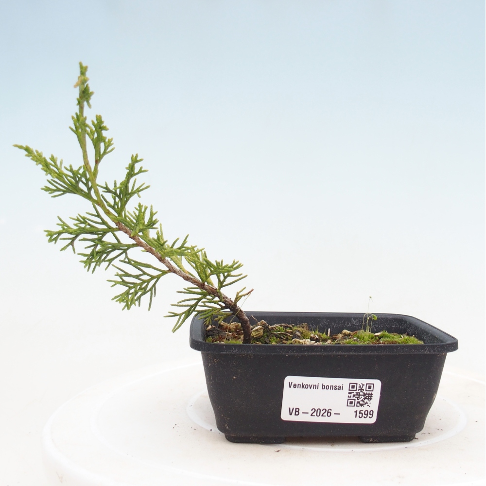 Bonsai da esterno - Juniperus chinensis Itoigawa