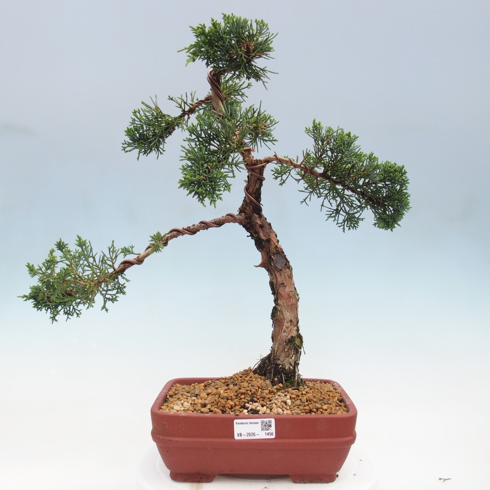 Bonsai da esterno - Juniperus chinensis Kishu