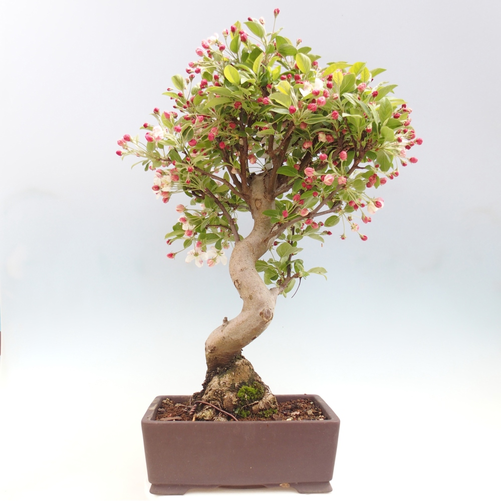 Bonsai da esterno -Malus halliana - Melo a frutto piccolo
