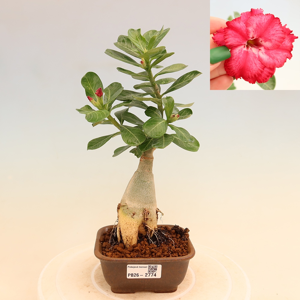 Bonsai da interno - Adenium obesum innestato V.F.S.326  - Rosa del deserto