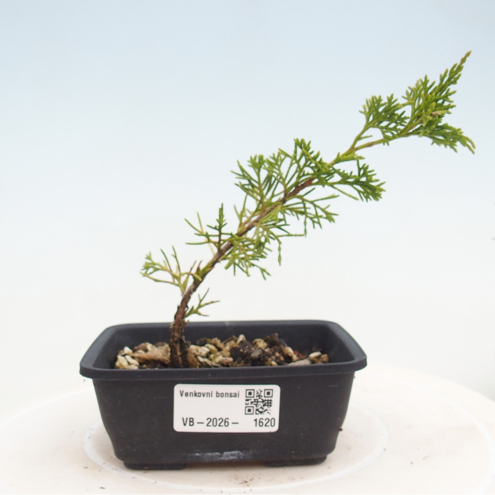 Bonsai da esterno - Juniperus chinensis Itoigawa