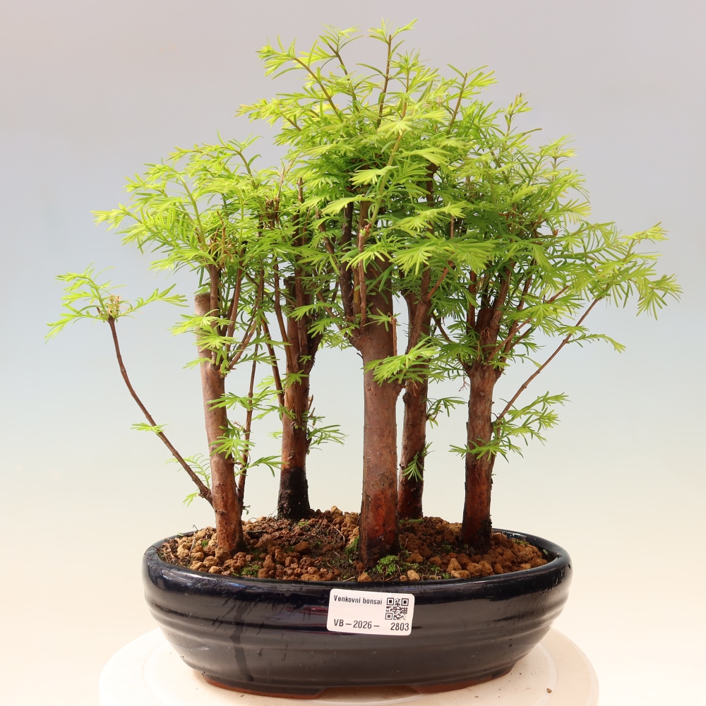 Bonsai da esterno - Metasequoia glyptostroboides - Metasequoia cinese - boschetto