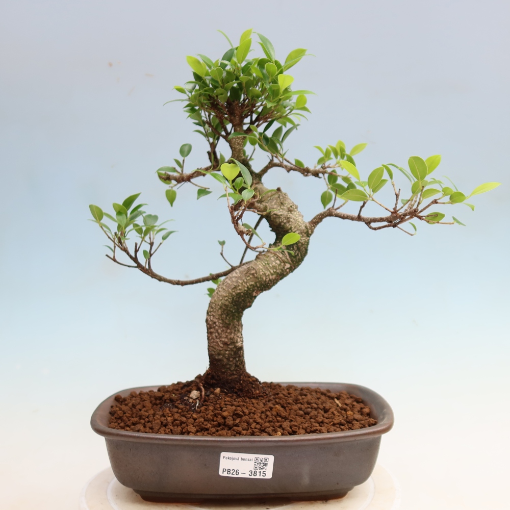 Camera bonsai - Ficus kimmen - ficus a foglie piccole