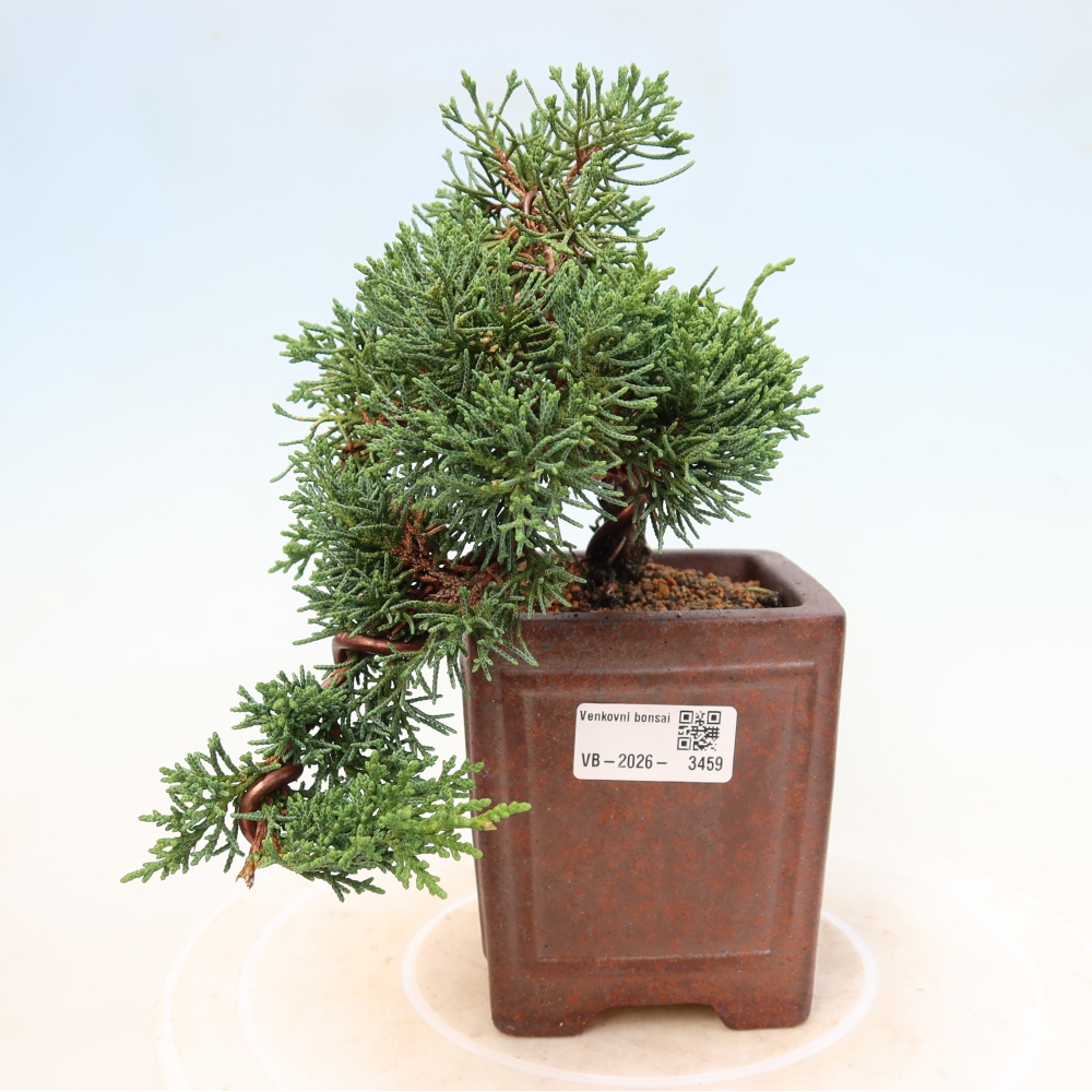 Bonsai da esterno - Juniperus chinensis Kishu