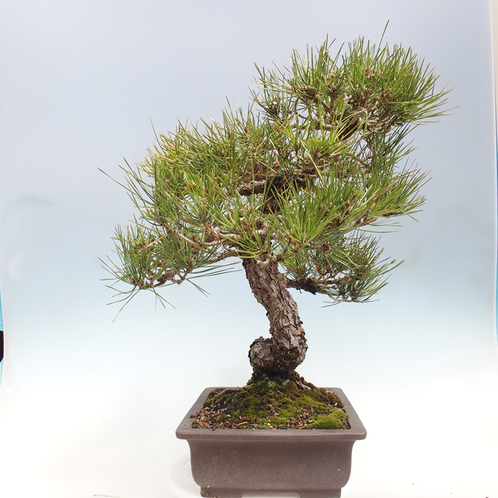 Bonsai da esterno - Pinus thunbergii - Pino di Thunberg