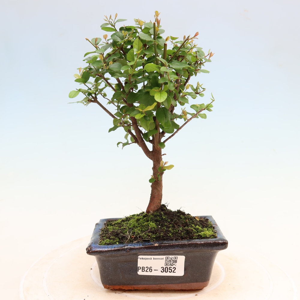 Camera bonsai - Sageretia thea - Sageretia thea
