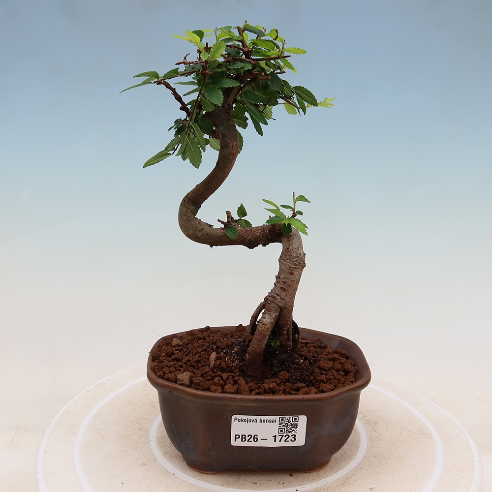 Camera bonsai - Ulmus parvifolia - Olmo a foglie piccole