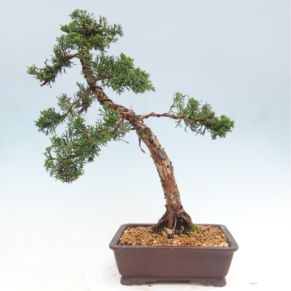 Bonsai da esterno - Juniperus chinensis Kishu