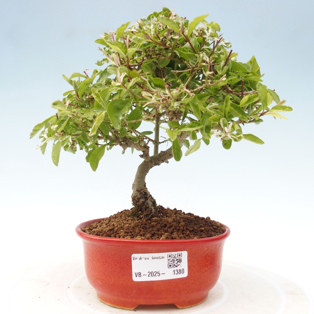Bonsai da esterno - Ligustrum obtusifolium